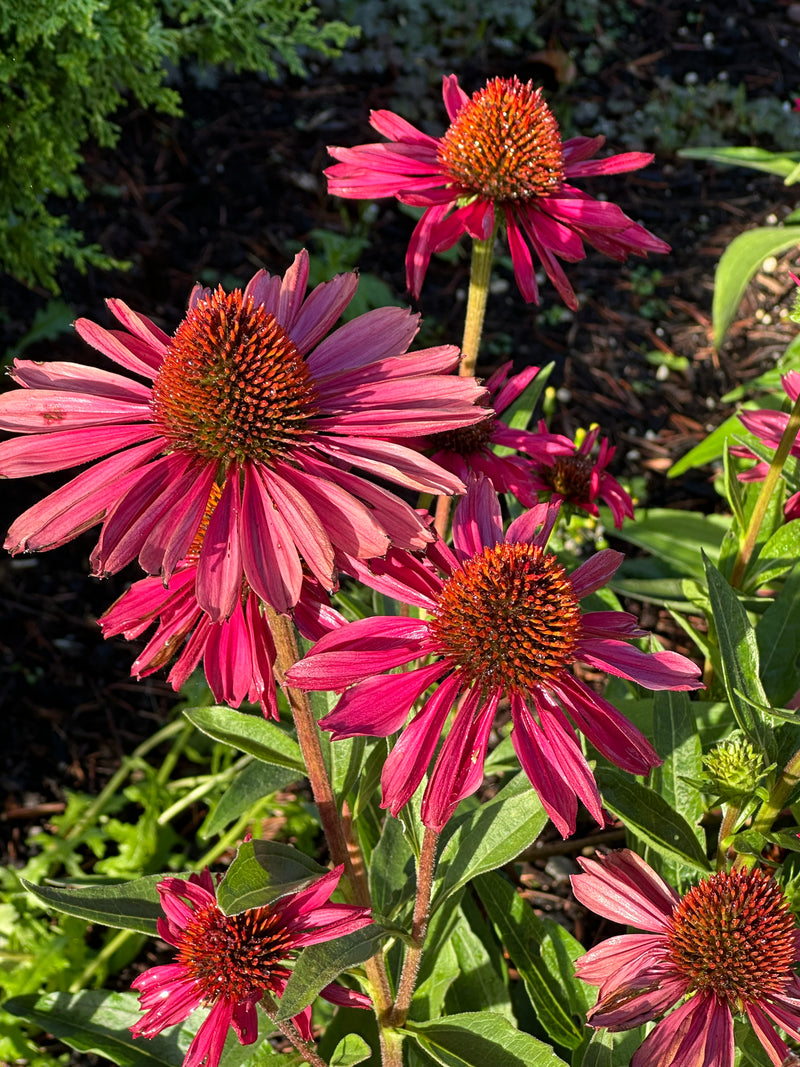 Echinacea Kismet Raspberry - 1 Gallon