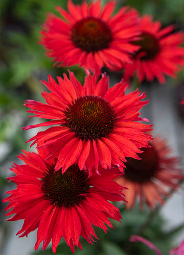 Echinacea Kismet Red - 1 Gallon