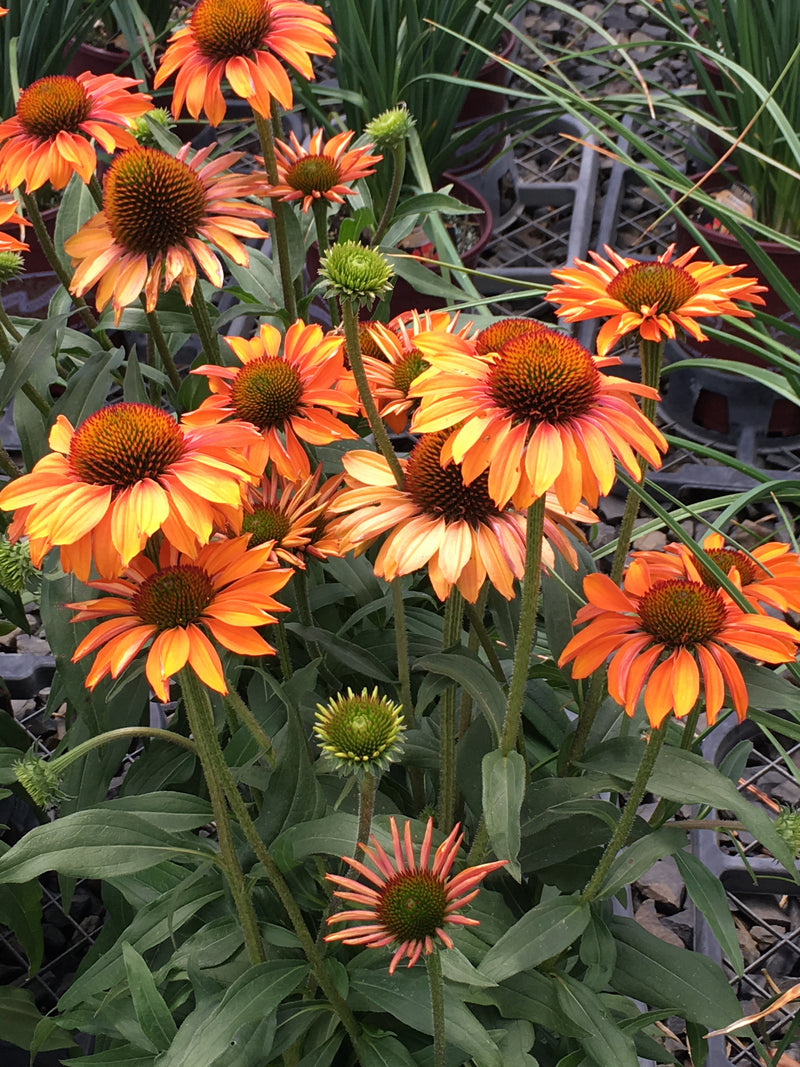 Echinacea Prima Ginger - 1 Gallon