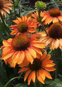 Echinacea Prima Ginger - 1 Gallon