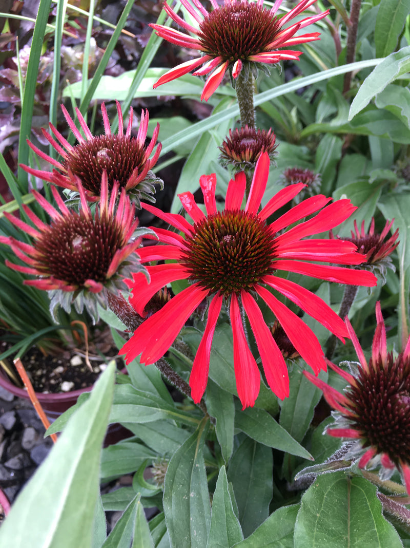 Echinacea Prima Ruby - 1 Gallon