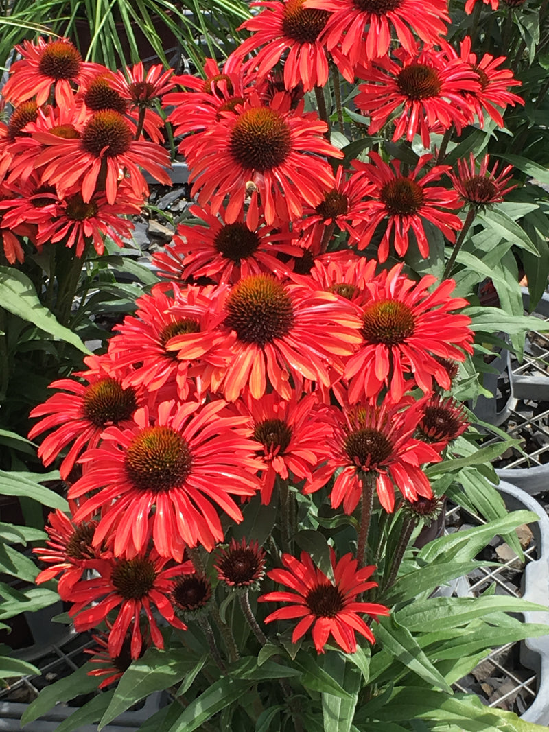 Echinacea Prima Ruby - 1 Gallon