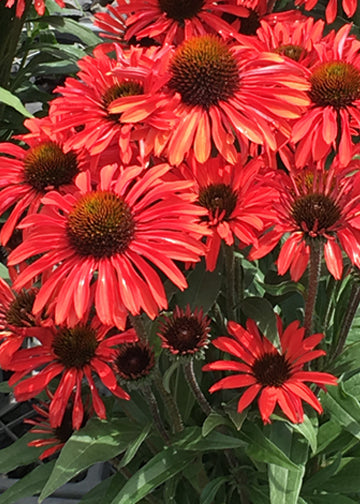 Echinacea Prima Ruby - 1 Gallon