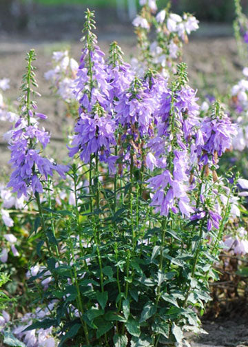Adenophora Fairy Bells Gaudi Violet - 1 Gallon