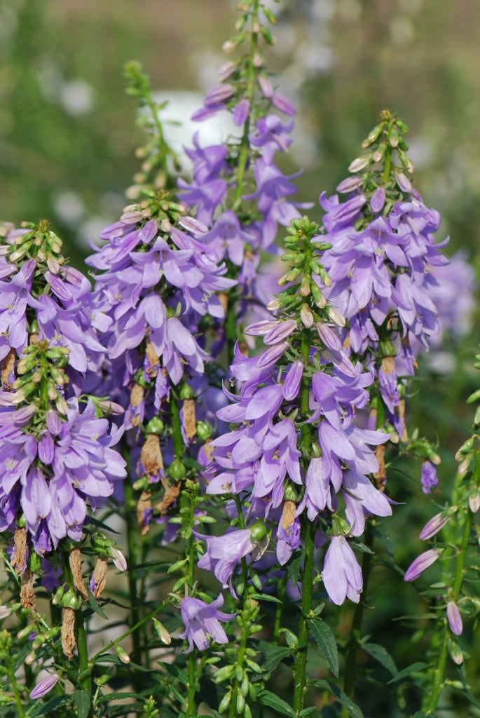 Adenophora Fairy Bells Gaudi Violet - 1 Gallon