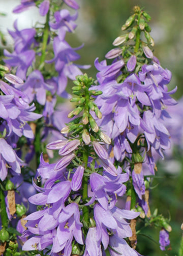 Adenophora Fairy Bells Gaudi Violet - 1 Gallon