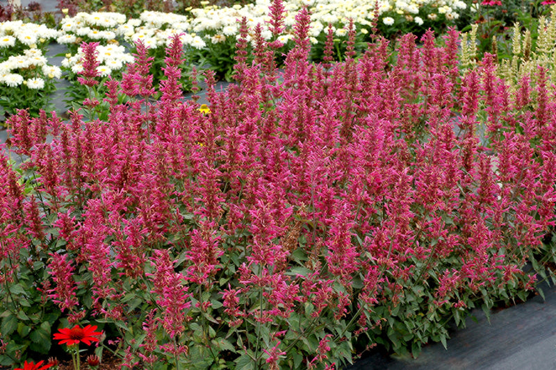 Agastache Morello - 1 Gallon