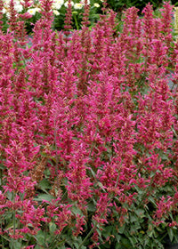 Agastache Morello - 1 Gallon