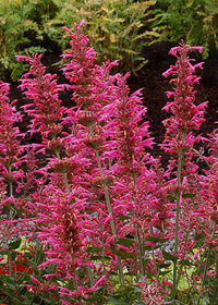 Agastache Morello - 1 Gallon