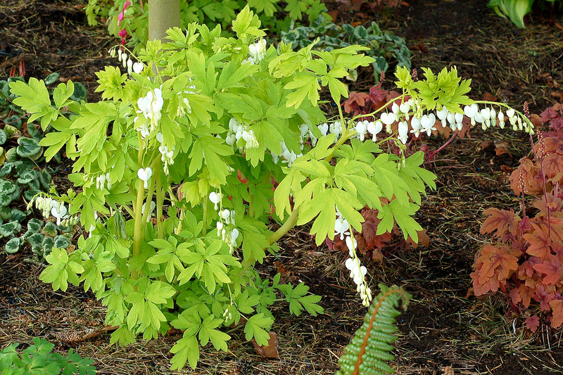 Dicentra White Gold - 1 Gallon