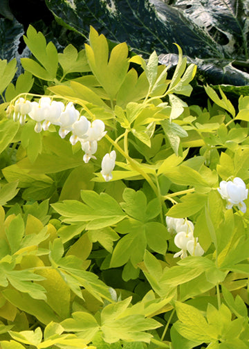 Dicentra White Gold - 1 Gallon