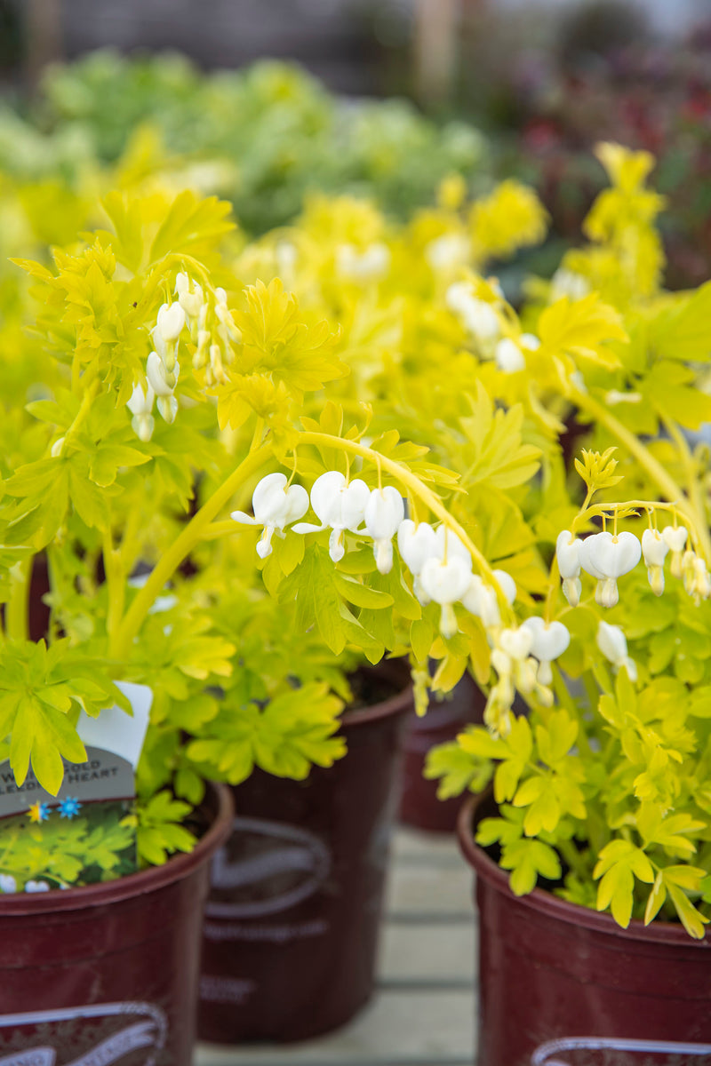 Dicentra White Gold - 1 Gallon