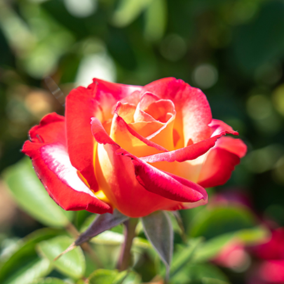 Dick Clark Rose - 3 Gallon