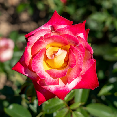 Dick Clark Rose - 3 Gallon