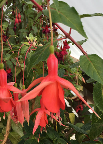 Fuchsia Groene Kans Glory - 1 Gallon