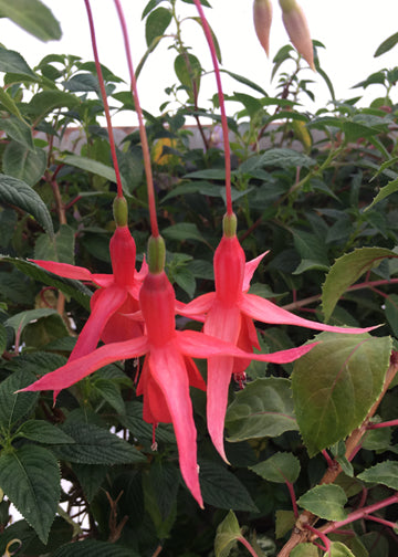 Fuchsia Groene Kans Glory - 1 Gallon