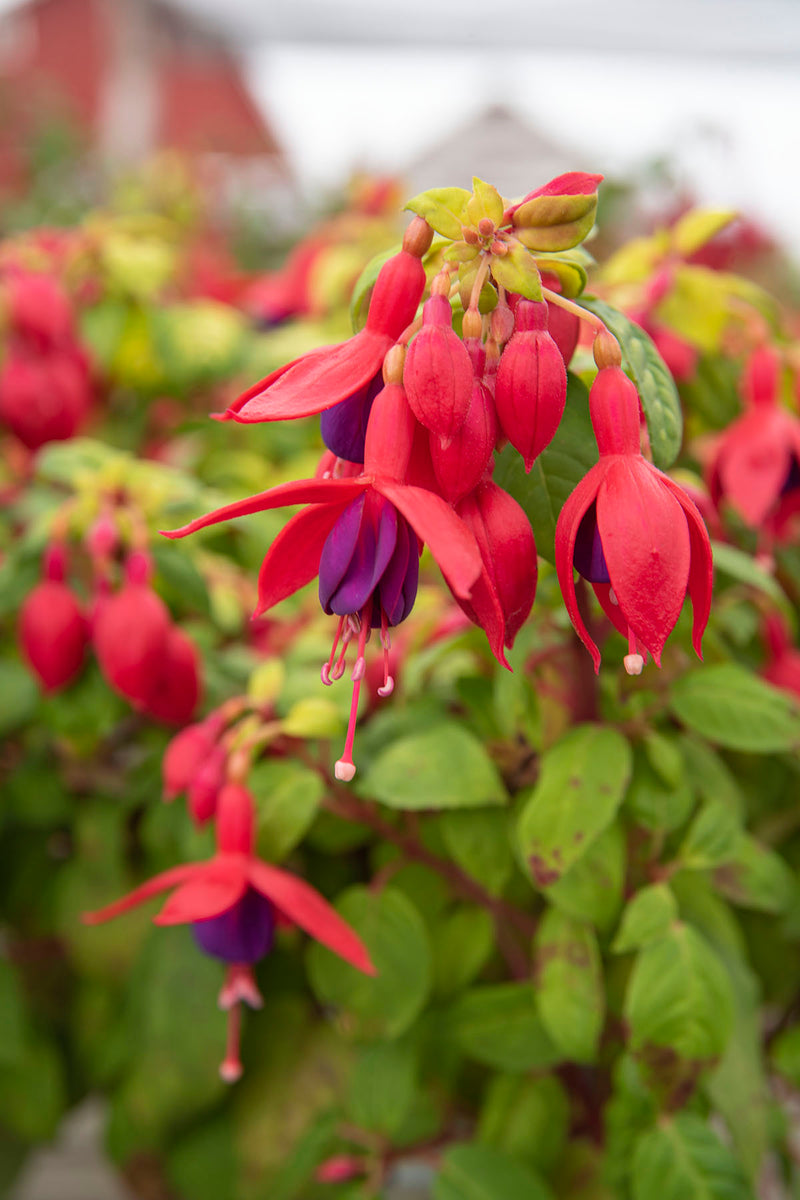 Fuchsia Golden Herald - 1 Gallon