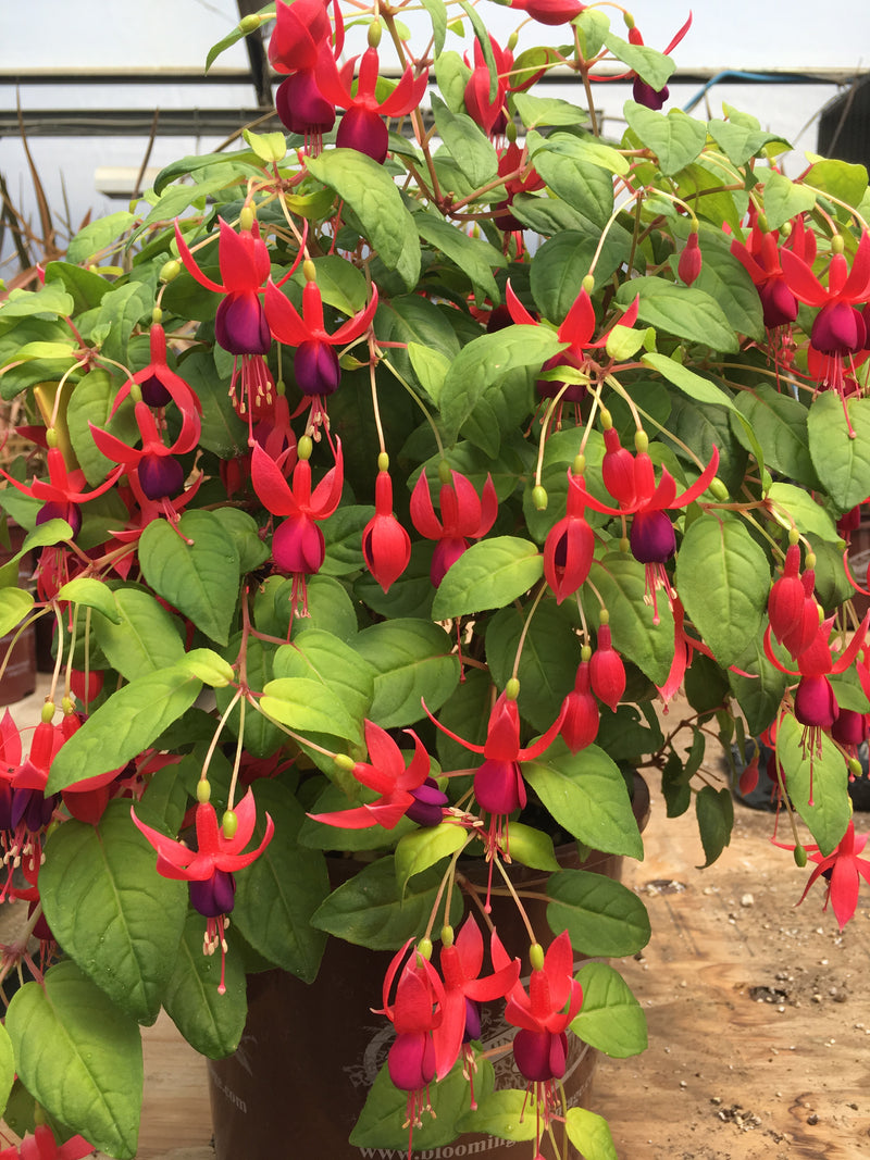 Fuchsia Golden Herald - 1 Gallon
