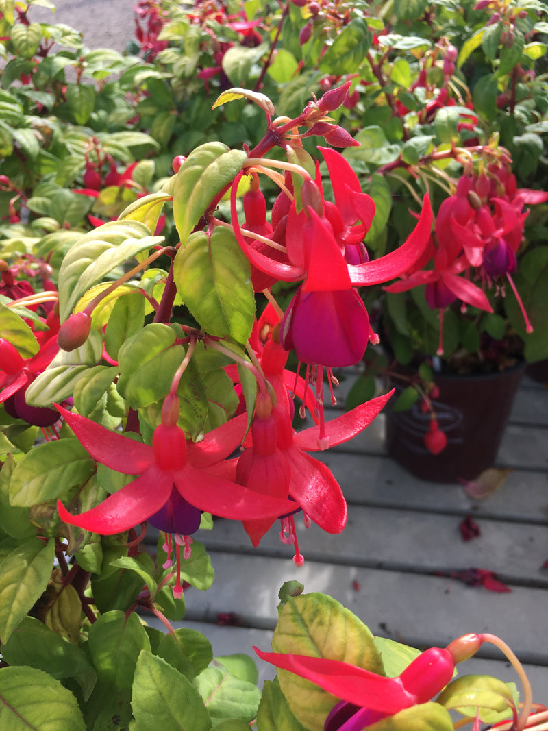 Fuchsia Golden Herald - 1 Gallon