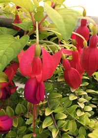 Fuchsia Golden Herald - 1 Gallon