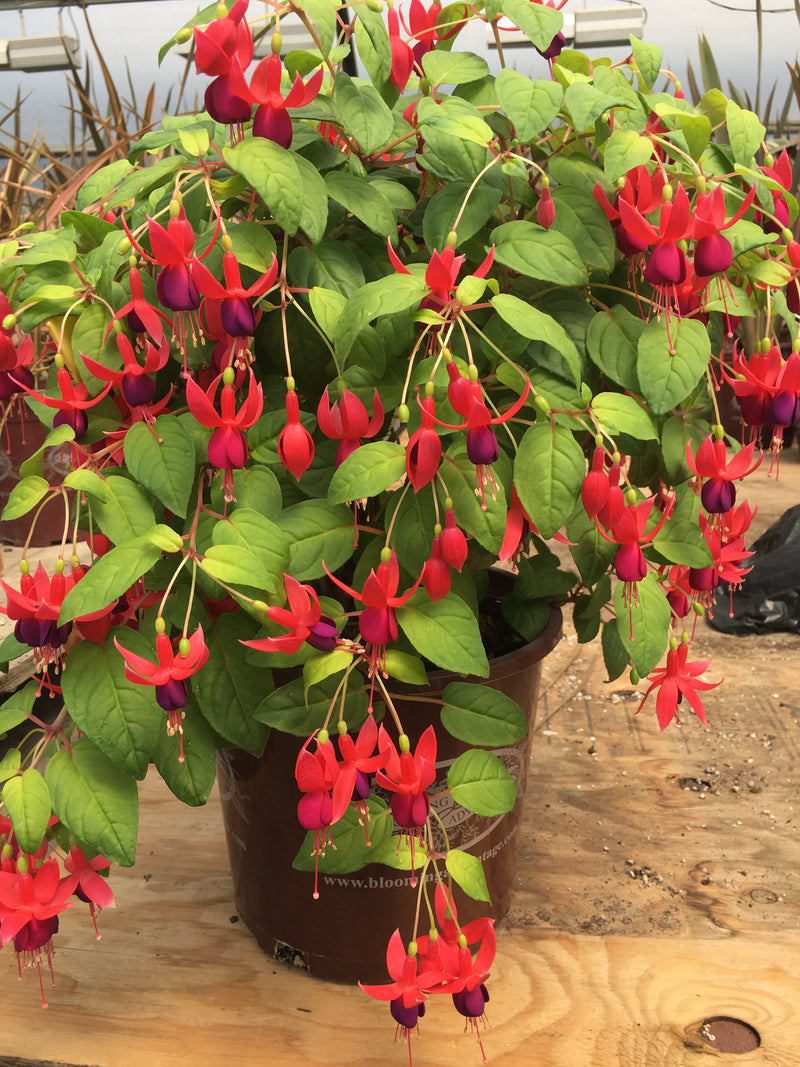 Fuchsia Golden Herald - 1 Gallon