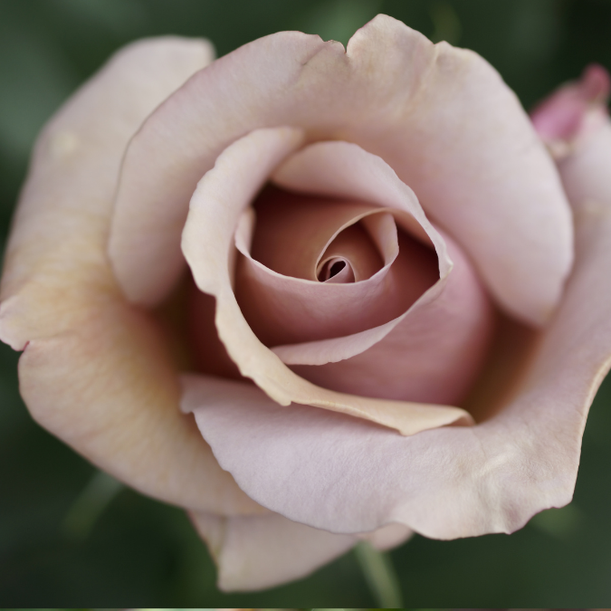 Koko Loko Rose - 3 Gallon