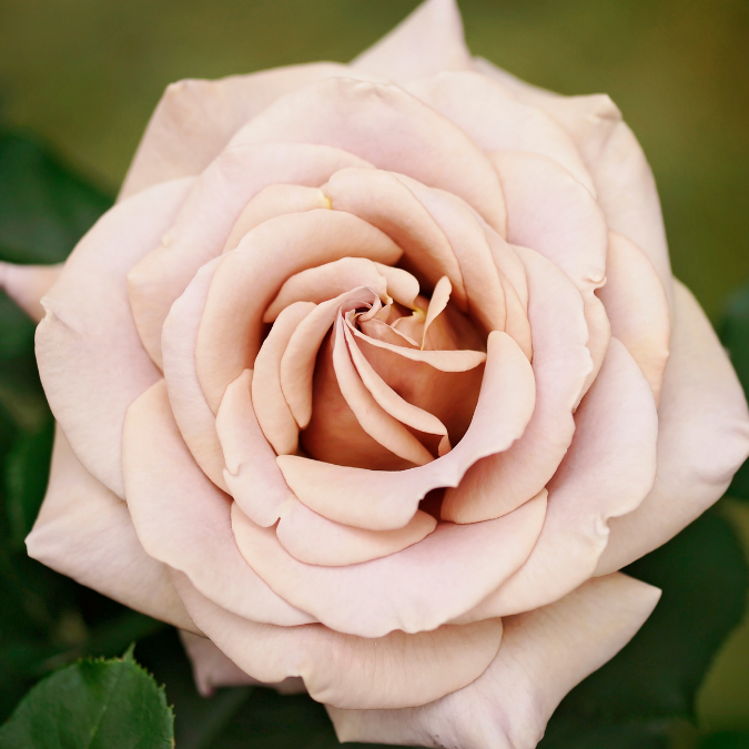 Koko Loko Rose - 3 Gallon