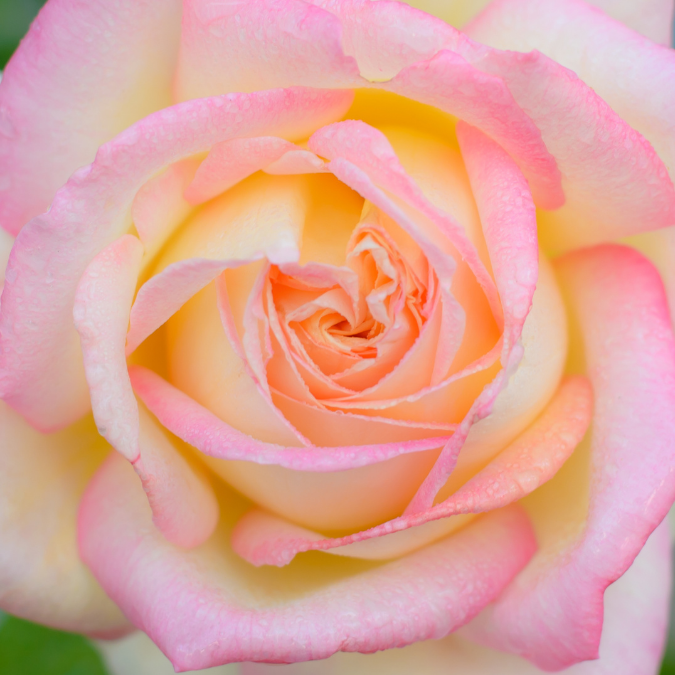 Peace Rose - 3 Gallon