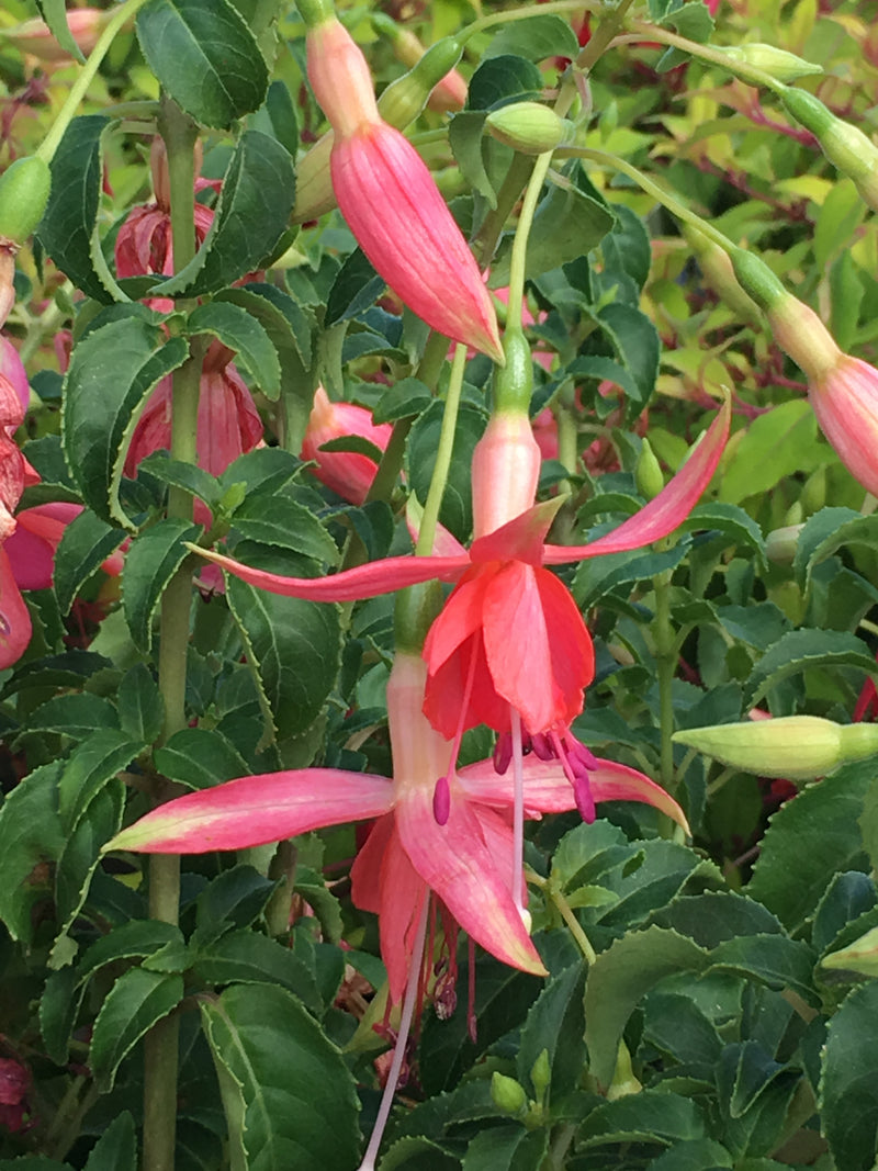Fuchsia Sunshine - 1 Gallon