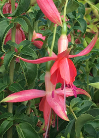 Fuchsia Sunshine - 1 Gallon