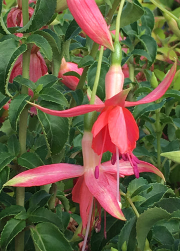 Fuchsia Sunshine - 1 Gallon