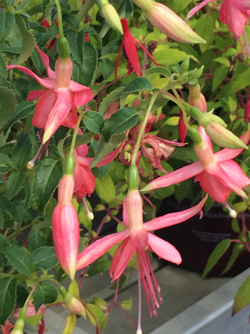 Fuchsia Sunshine - 1 Gallon