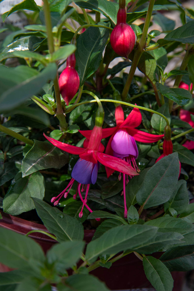 Fuchsia Surprise - 1 Gallon