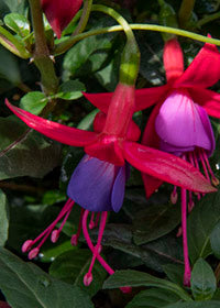 Fuchsia Surprise - 1 Gallon