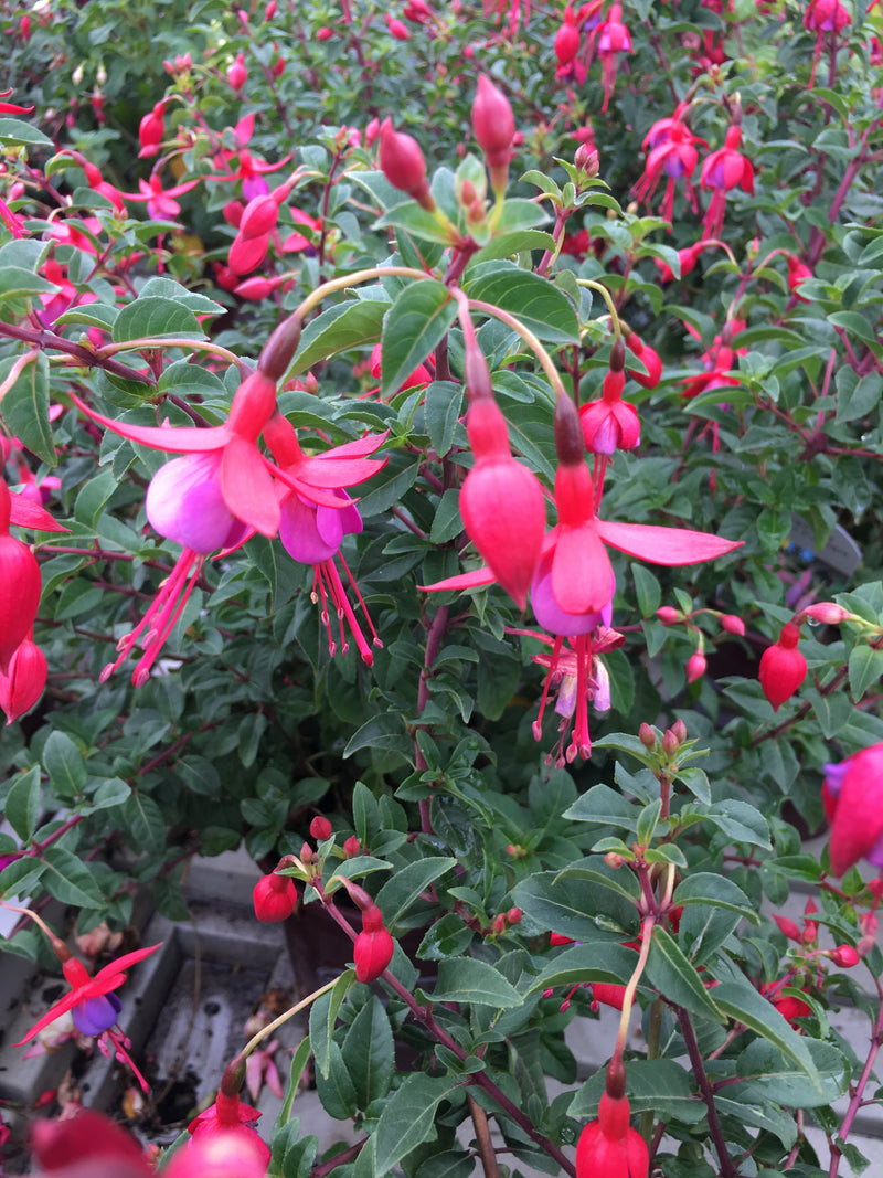 Fuchsia Surprise - 1 Gallon