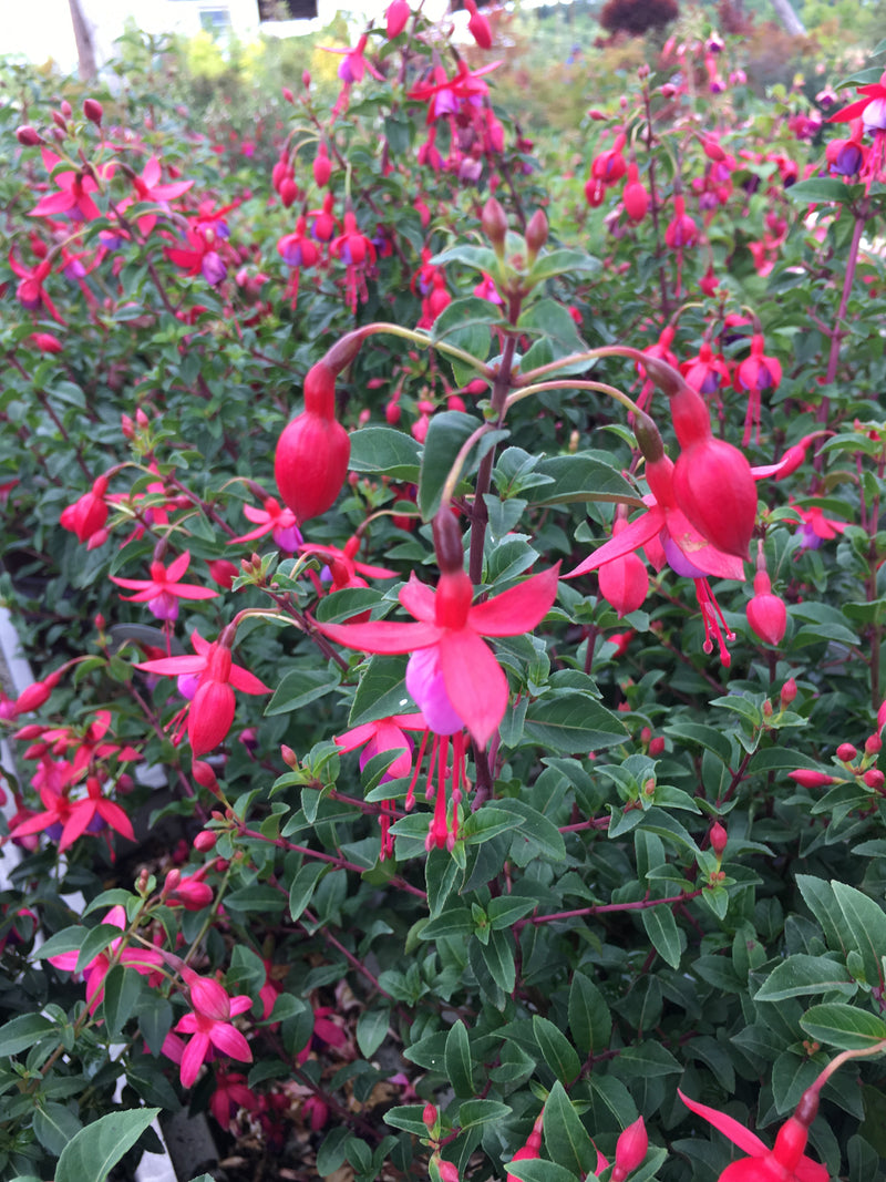 Fuchsia Surprise - 1 Gallon