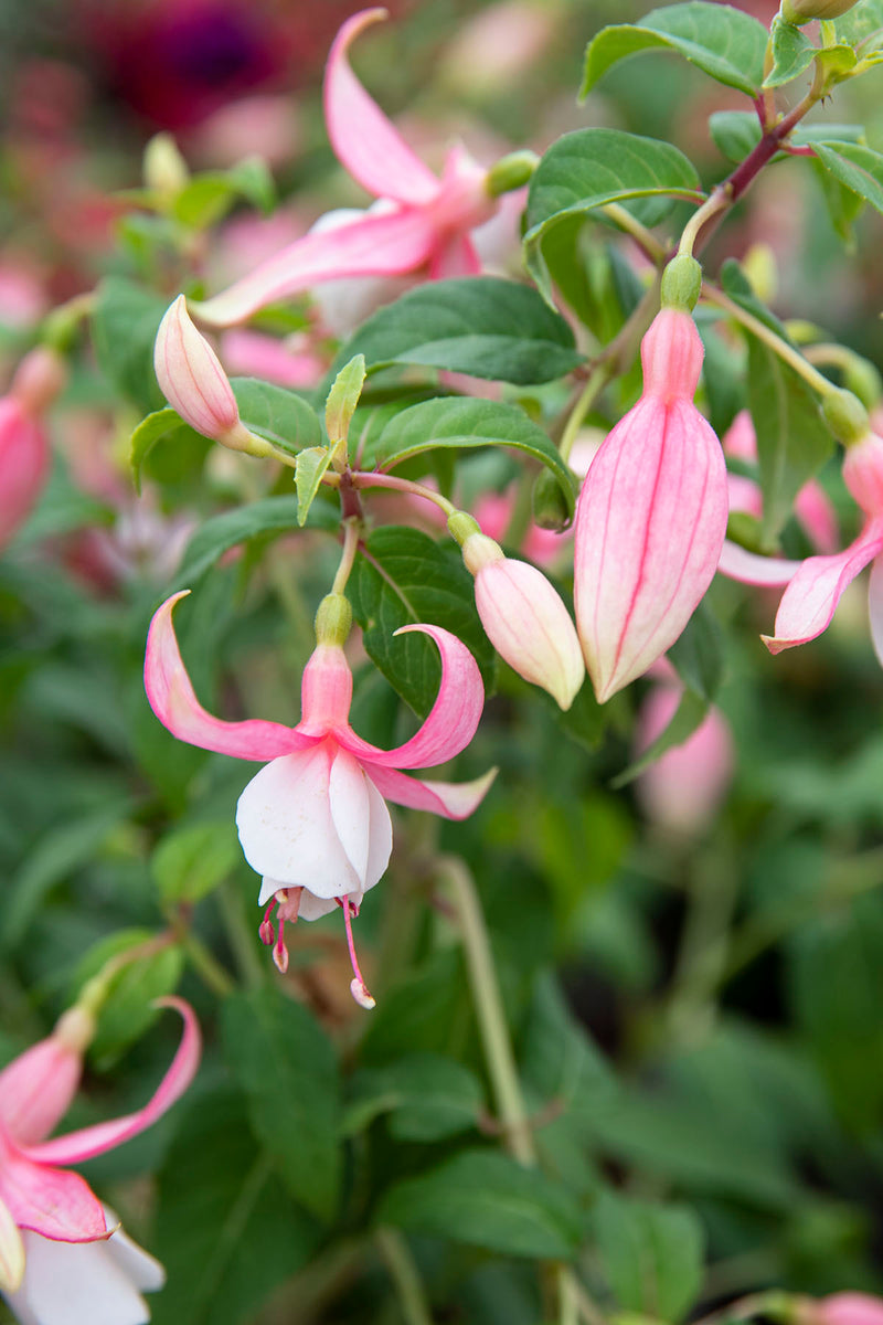 Fuchsia Shelford - 1 Gallon
