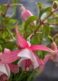 Fuchsia Shelford - 1 Gallon