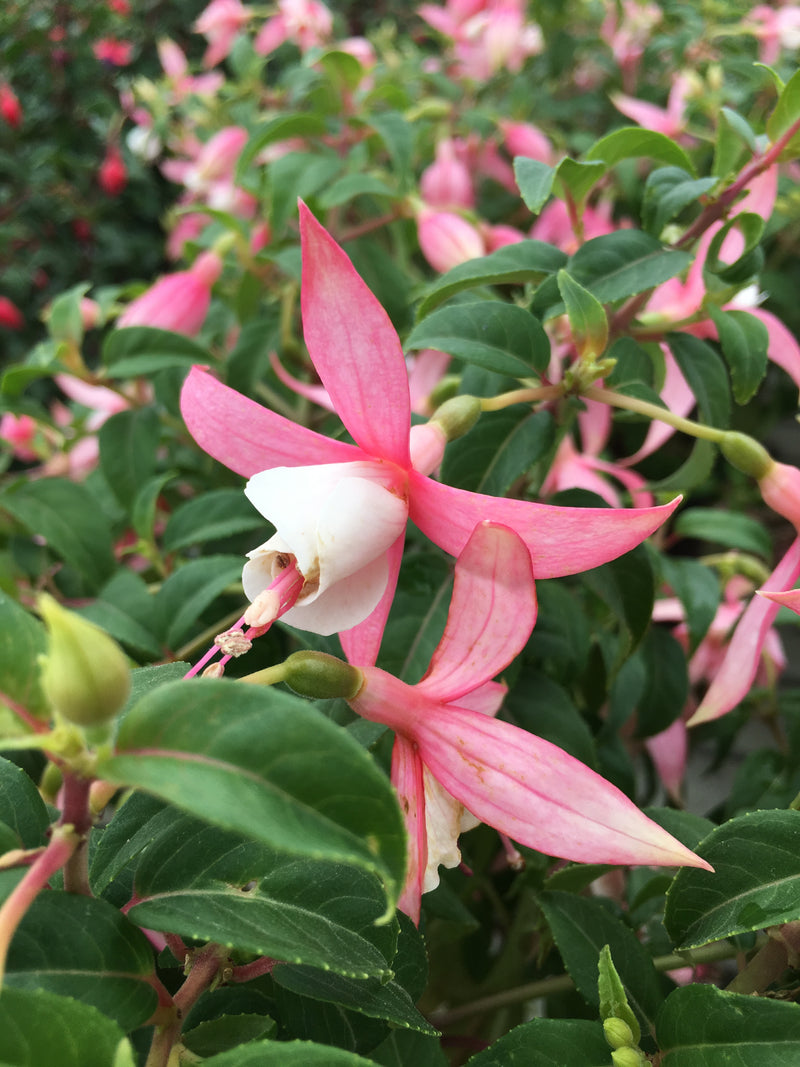 Fuchsia Shelford - 1 Gallon