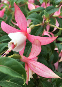 Fuchsia Shelford - 1 Gallon