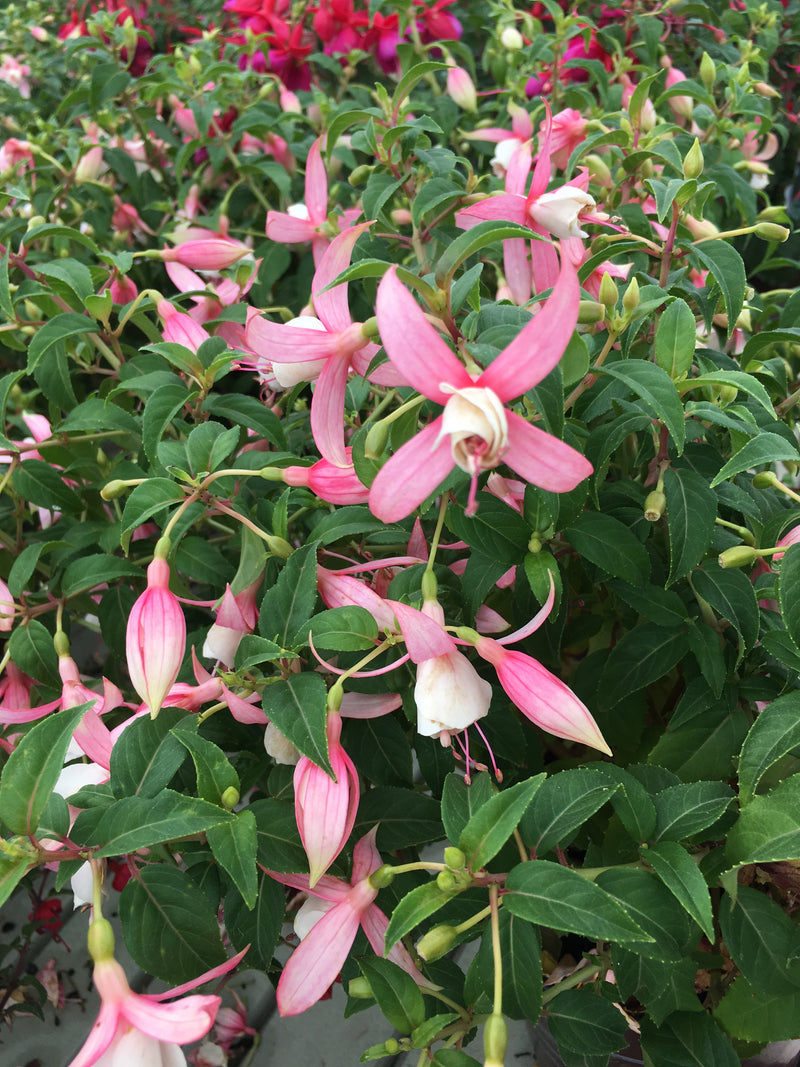 Fuchsia Shelford - 1 Gallon
