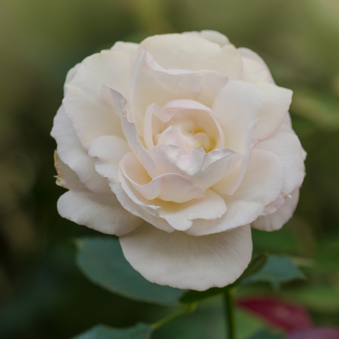 Sugar Moon™ Rose - 3 Gallon