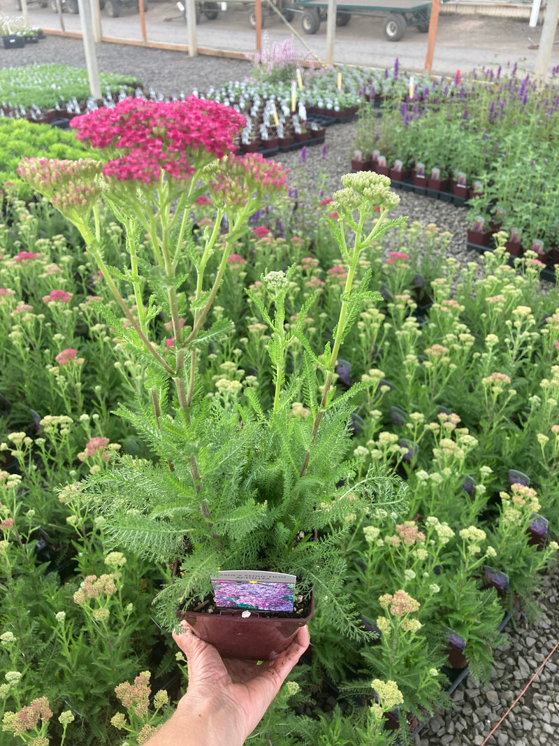 Achillea Seduction Saucy - Quart
