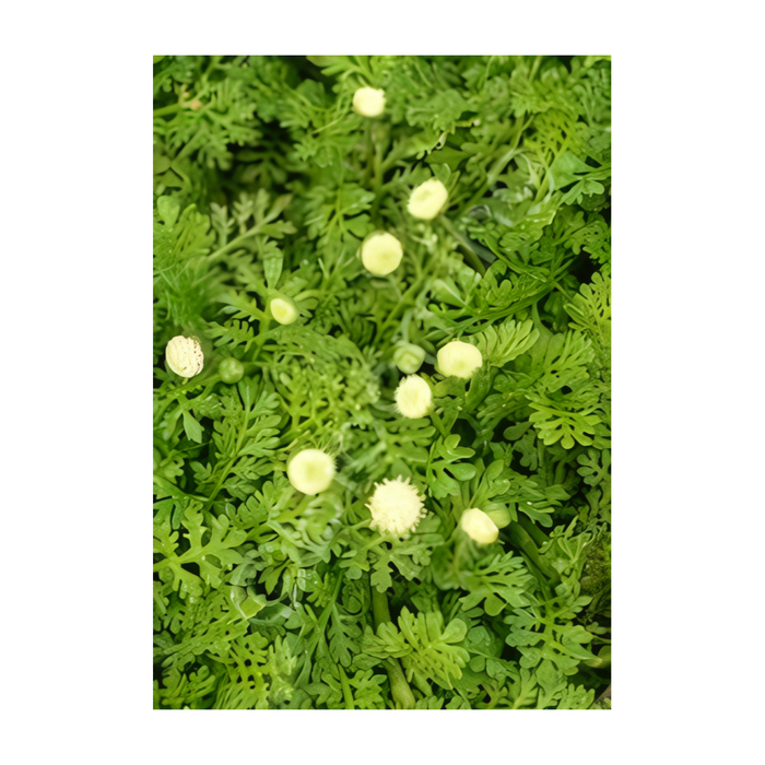 CLASS: The Green Carpet - Designing with Ground Cover