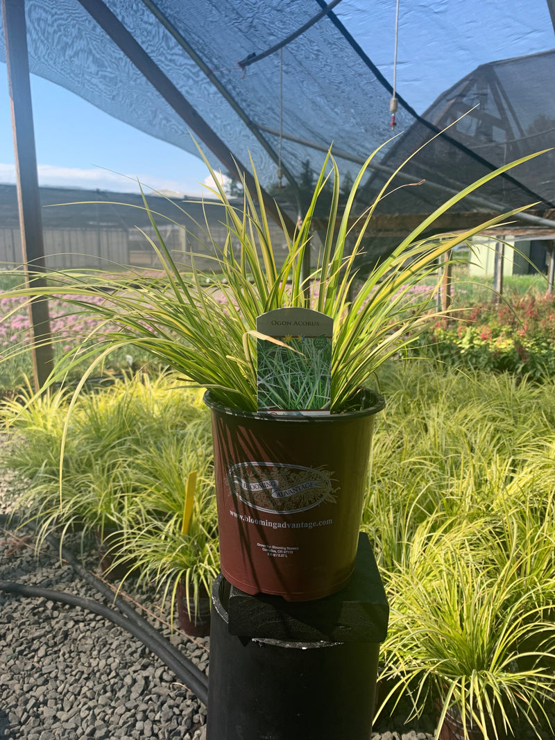 Acorus Ogon Sweet Flag Grass - 1 Gallon
