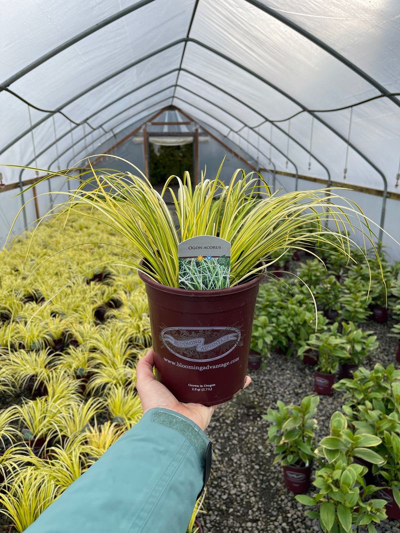 Acorus Ogon Sweet Flag Grass - 1 Gallon