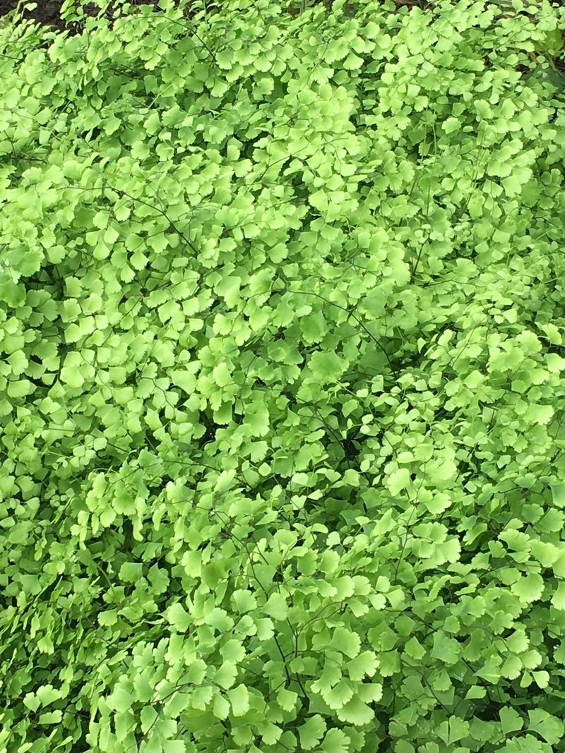 Fern Maidenhair - 1 Gallon