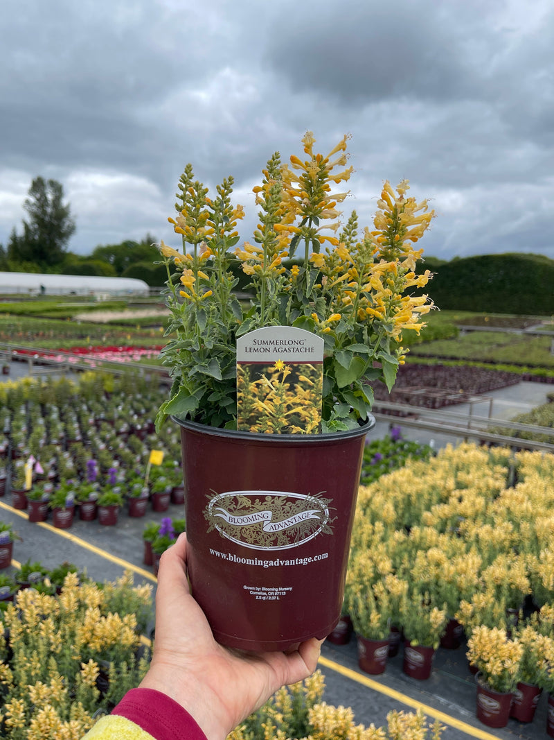 Agastache SL Lemon - 1 Gallon