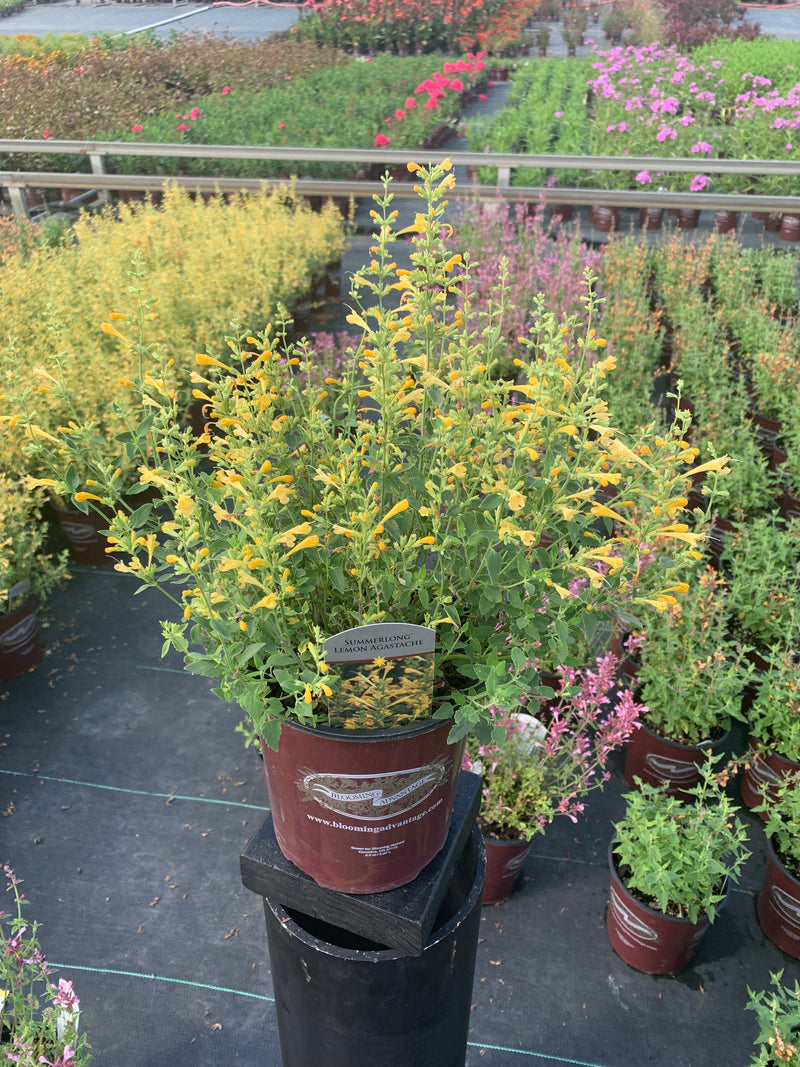 Agastache SL Lemon - 1 Gallon