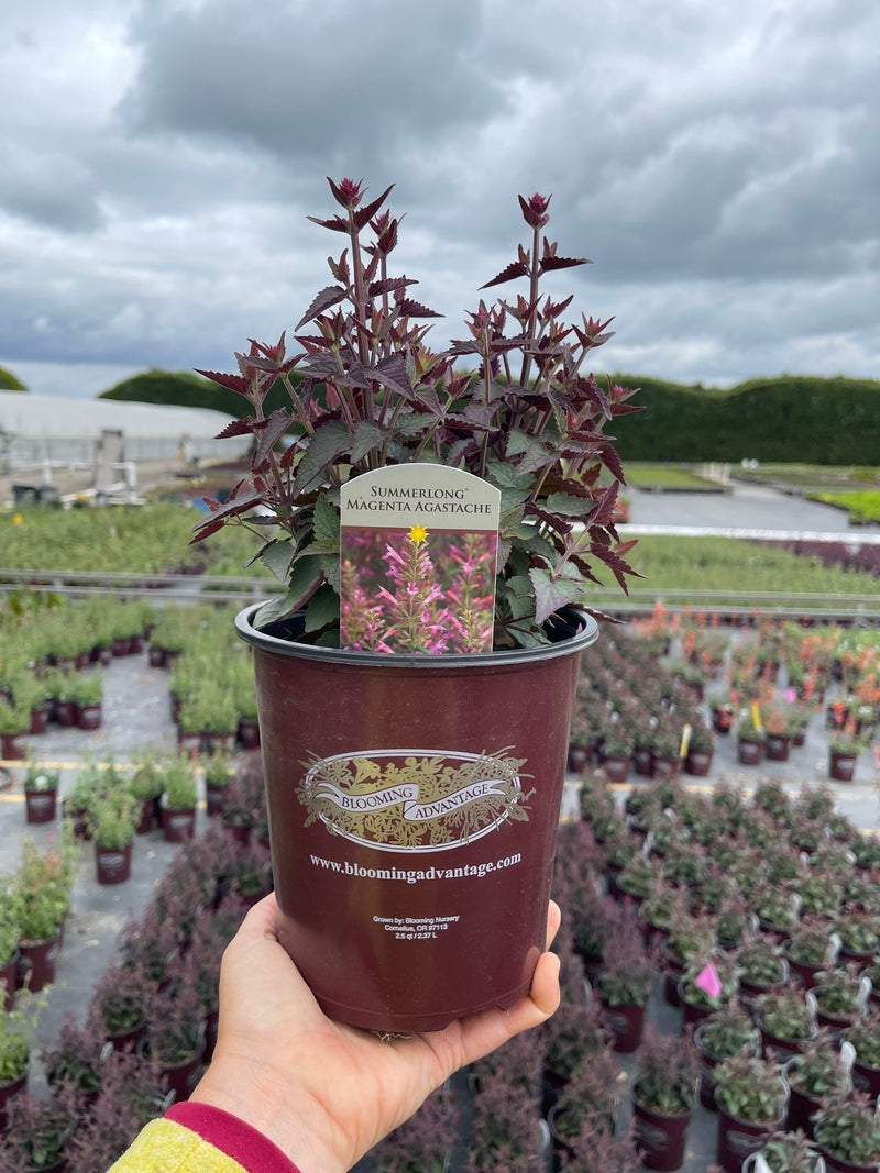 Agastache SL Magenta - 1 Gallon